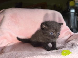 Brittisch kurzhaar mix kitten