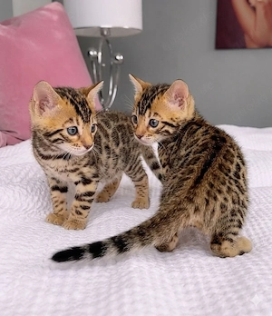 Reinrassige Bengal-Kitten (männlich und weiblich)