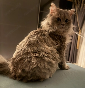 Katze zu verkaufen