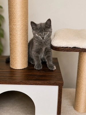 Bkh sphynx mix katze
