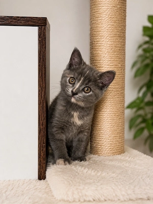 BKH-Sphynx Mix Kitten sucht liebevolles Zuhause