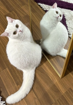 Britisch Kurzhaar Katze sucht ein liebevolles Zuhause