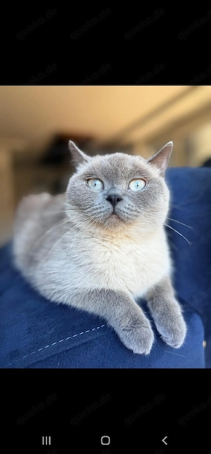 Baby katzen