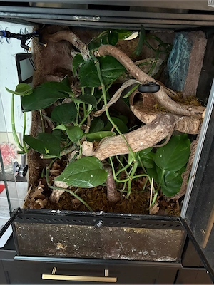 Kronengecko 1 Jahr alt Terrarium