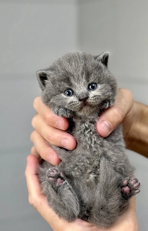 Britisch kurzhaar Kitten bkh blau Reservierbar