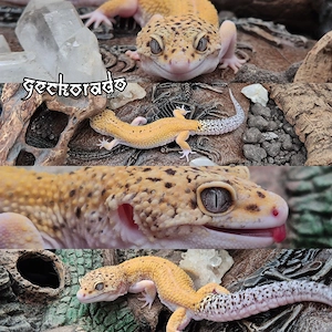 1.0 Leopardgecko Männchen - Black Blood Abyssian Eclipse