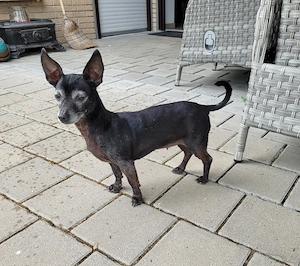Zwergpinscher-Chihuahua-Hündin, 8 Jahre, Hund, Mischling, Mix