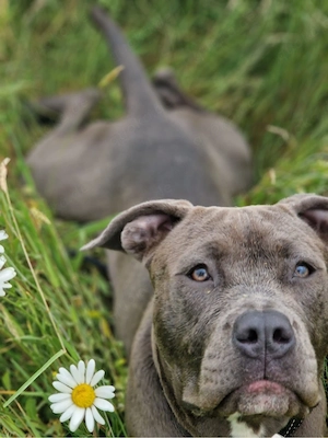 american bully weibchen :) Bild 3