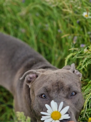 american bully weibchen :)