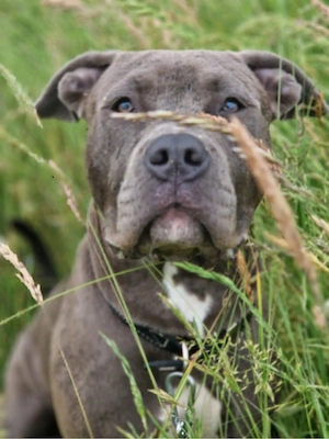american bully weibchen :) Bild 2