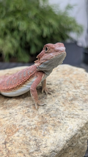 0.1 Hypo Red Organge het translucent Bartagame Pogona Vitticeps NZ26 