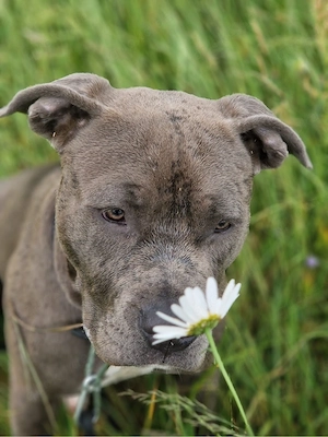 american bully weibchen :) Bild 5