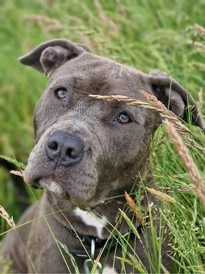 american bully weibchen :) Bild 4