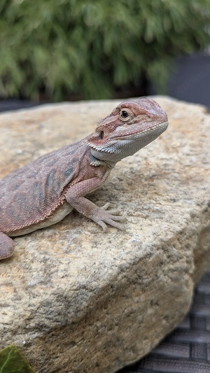 Hypo Red Organge Leatherback Pogona Vitticeps Bartagame 