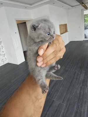 Baby katzen