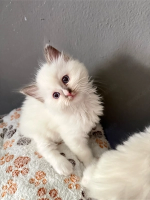 heilige Birma x Ragdoll Kitten - noch 2 Kater frei 