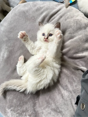 Heilige Birma - Ragdoll Kitten - nur noch 2 Kater zu vergeben