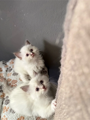Heilige Birma x Ragdoll Kitten - nur noch 1 Kater frei!