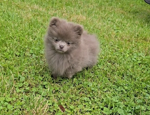 zuckersüße Pomeranian Chihuhua Welpen 
