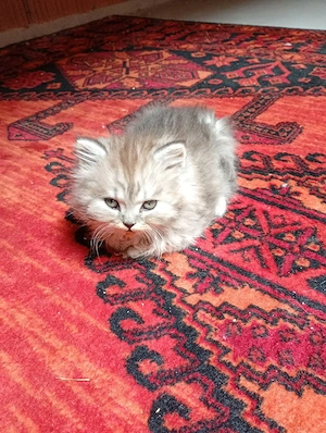 Bkh und 1 Britisch laanghaar Katerchen