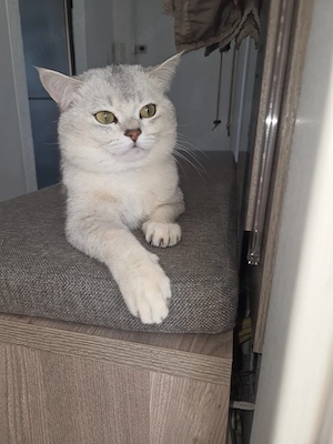 Deckkater Britisch Kurzhaar   Silber Shaded  2   Jahre 