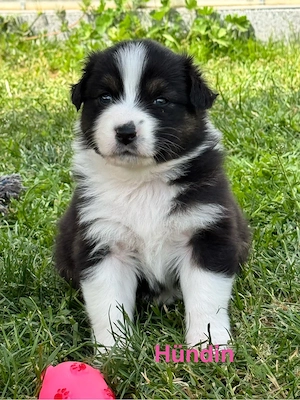Australian Shepherd Welpen