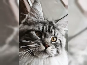 Maine Coon Kätzin m. WCF Stammbaum, Champion 