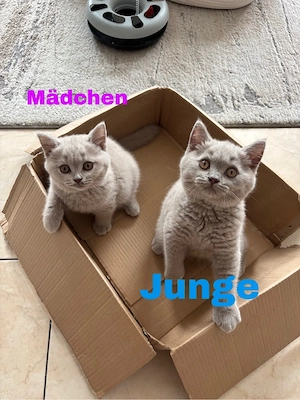 Reinrassige BKH Kitten  in Lilac 