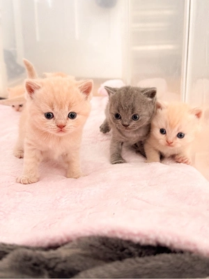 Wunderschöne Britisch Kurzhaar Kitten suchen ab Ende Juli ein liebevolles Zuhause