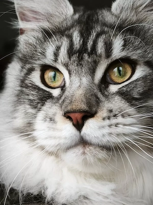kastrierter Maine Coon Kater m. Stammbaum (WCF)  Bild 6
