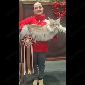 kastrierter Maine Coon Kater m. Stammbaum (WCF)  Bild 9