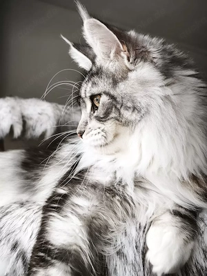 kastrierter Maine Coon Kater m. Stammbaum (WCF)  Bild 2