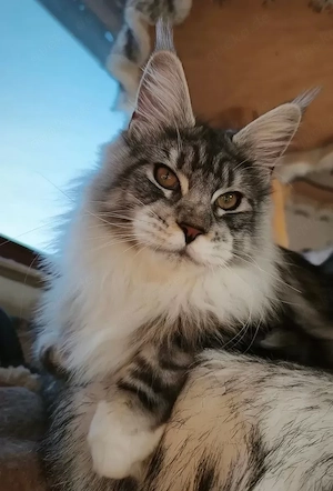 kastrierter Maine Coon Kater m. Stammbaum (WCF)  Bild 5