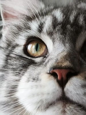 kastrierter Maine Coon Kater m. Stammbaum (WCF)  Bild 3