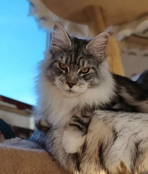 kastrierter Maine Coon Kater m. Stammbaum (WCF)  Bild 8