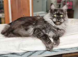 kastrierter Maine Coon Kater m. Stammbaum (WCF)  Bild 10
