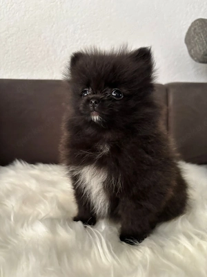 Pomeranian Bärchen  Bild 4