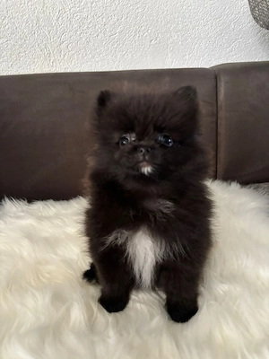 Pomeranian Bärchen  Bild 5