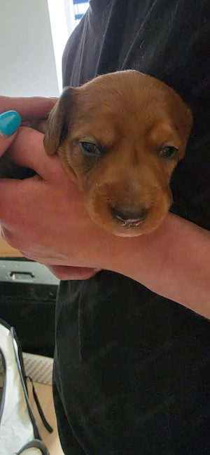 Pepe sucht ein liebevolles Zuhause    Dackel-Jack-Russell-Mix-Rüde
