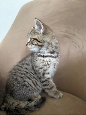 Kurzhaar Babykatze abzugeben (13 Wochen alt)