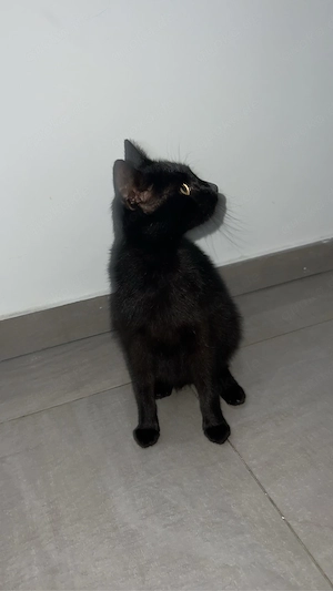Liebevolle Katze sucht neues Zuhause