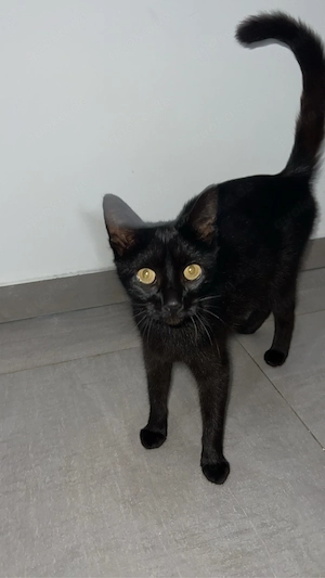 Liebevolle Katze sucht neues Zuhause Bild 2