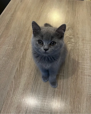 British Shorthair Kitten