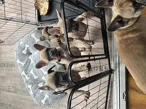 Französische Bulldoggen Welpen 