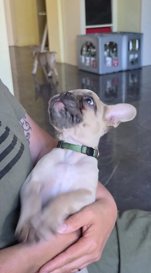 Französische Bulldoggen Welpen  Bild 5