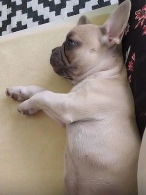 Französische Bulldoggen Welpen 