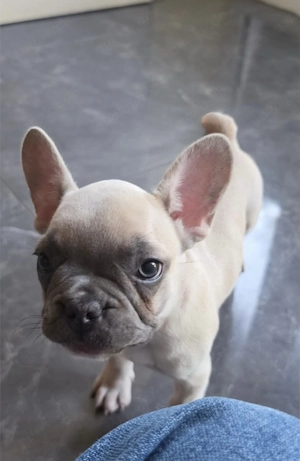 Französische Bulldoggen Welpen  Bild 2
