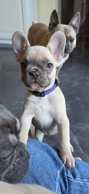 Französische Bulldoggen Welpen  Bild 3