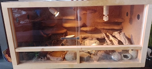 Zwei Leopardgeckos mit Terrarium und Zubehör 