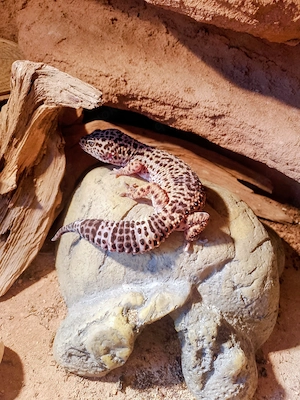 Zwei Leopardgeckos mit Terrarium und Zubehör  Bild 2